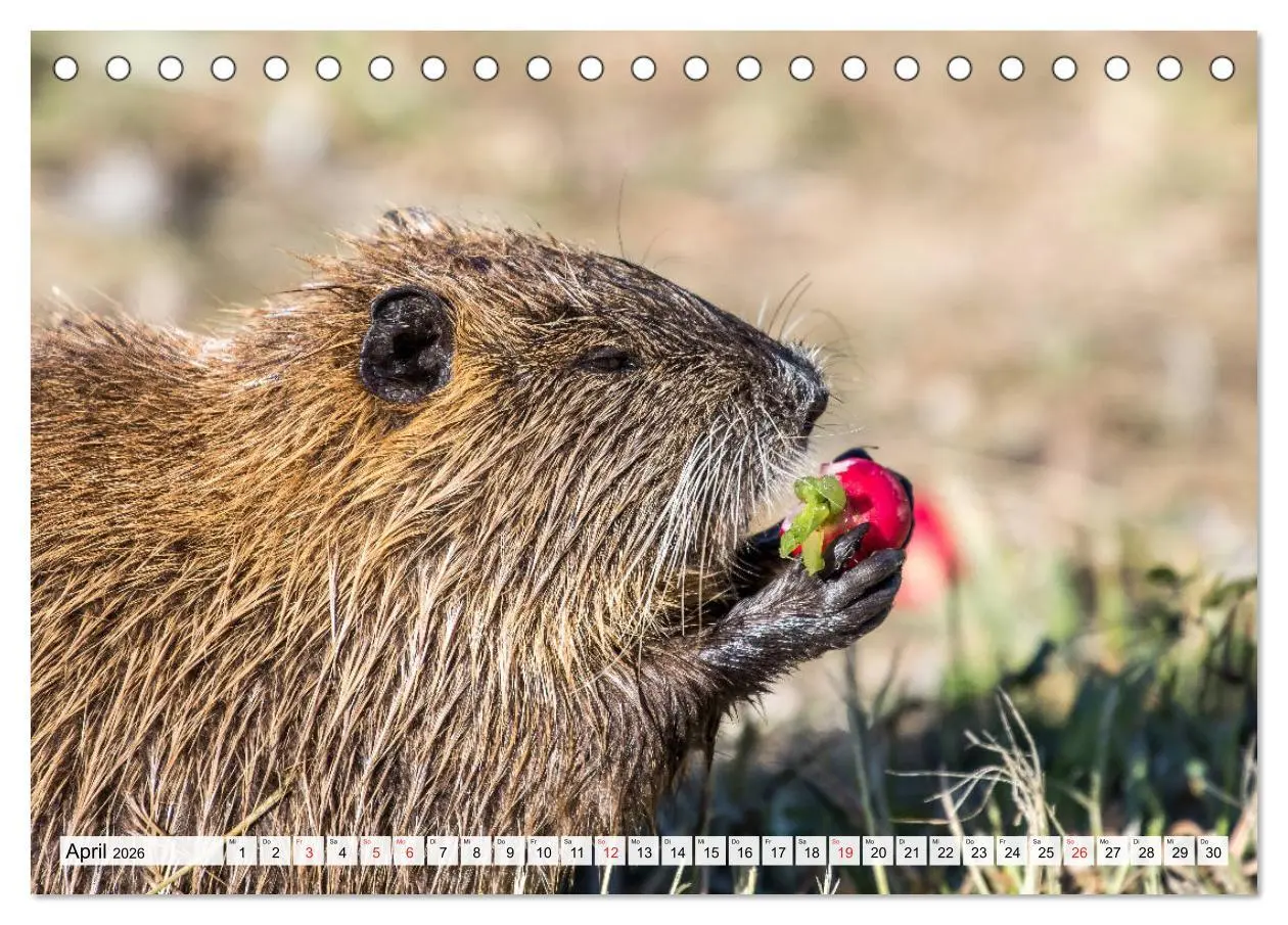 Bild: 9783457824795 | NUTRIA mit Nachwuchs (Tischkalender 2026 DIN A5 quer), CALVENDO...
